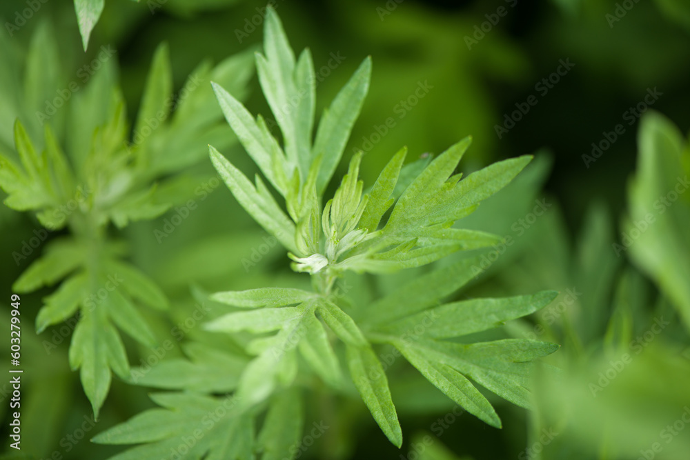 green wormwood (Artemisia absinthium) plant grows in the wild green wormwood (Artemisia absinthium) plant grows in the wild
