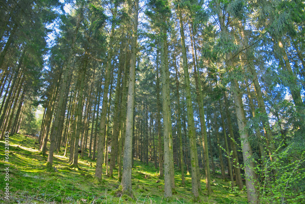 Coniferous trees in a row, abstract perspective, nature photo Coniferous trees in a row, abstract perspective, nature photo