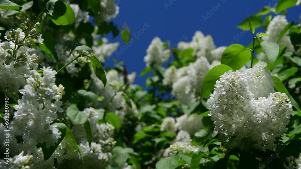 Spring nature flowers garden at summer sunny day, purple and white blooming lilac 4k video Spring nature flowers garden at summer sunny day, purple and white blooming lilac 4k video