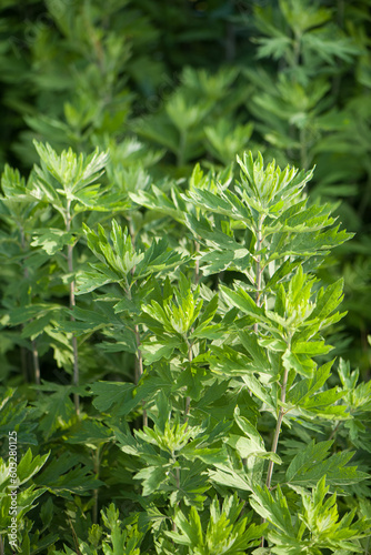 green wormwood  Artemisia absinthium  plant grows in the wild 