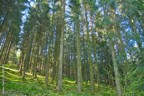 Coniferous trees in a row, abstract perspective, nature photo