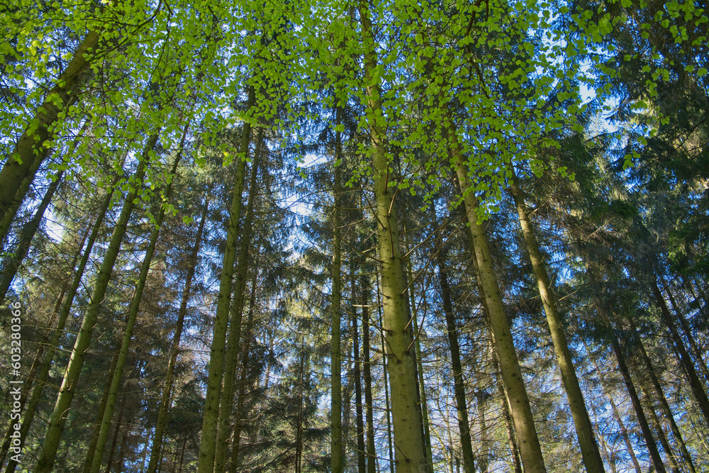 Deciduous trees in a row, abstract perspective, nature photo Deciduous trees in a row, abstract perspective, nature photo