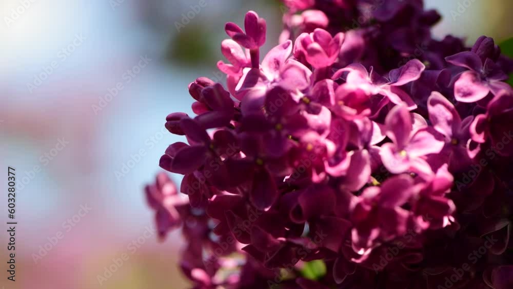 Spring nature flowers garden at summer sunny day, purple and white blooming lilac 4k video Spring nature flowers garden at summer sunny day, purple and white blooming lilac 4k video