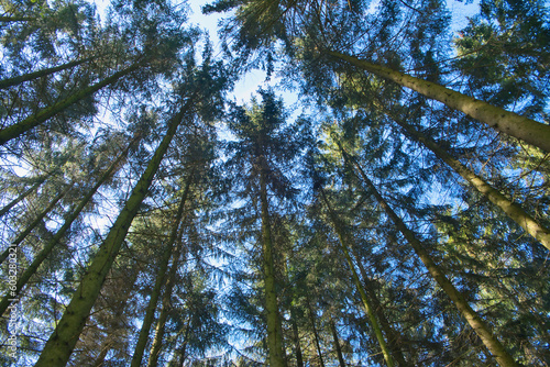 Coniferous trees in a row  abstract perspective  nature photo