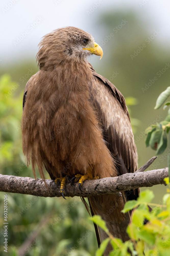 Tawny Eagle in Kruger National Park Tawny Eagle in Kruger National Park