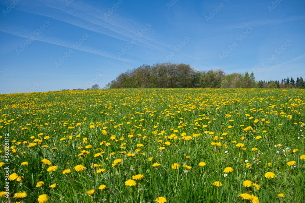Landscape with lush green grass and full of dandelions, nature landscape photo