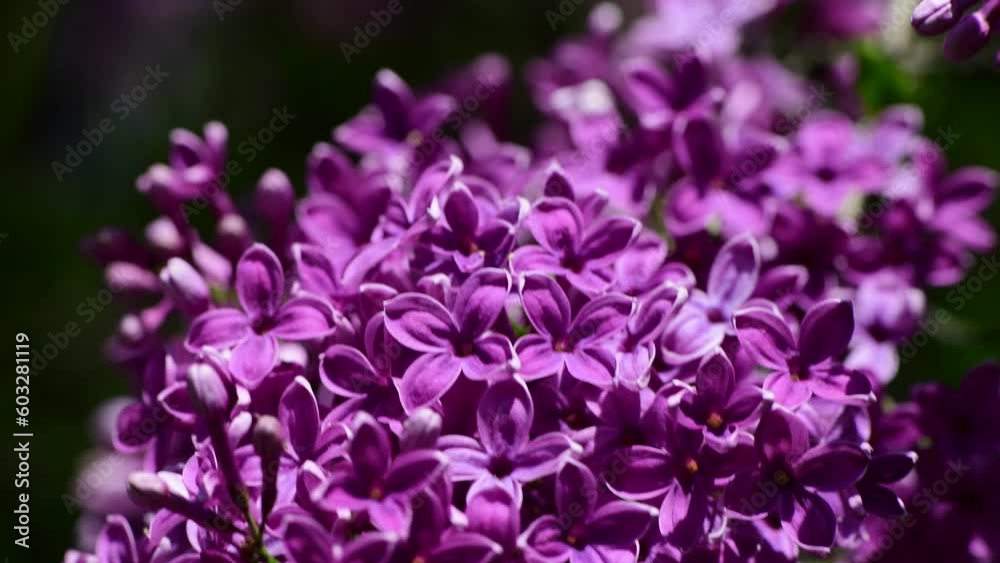 Spring nature flowers garden at summer sunny day, purple and white blooming lilac 4k video Spring nature flowers garden at summer sunny day, purple and white blooming lilac 4k video