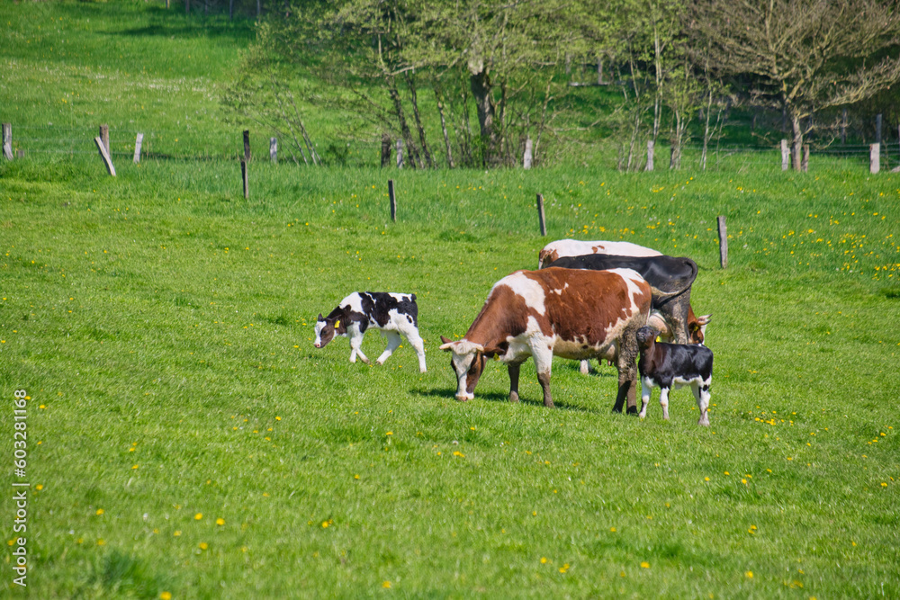 Cattle in a pasture with tall green grass Cattle in a pasture with tall green grass