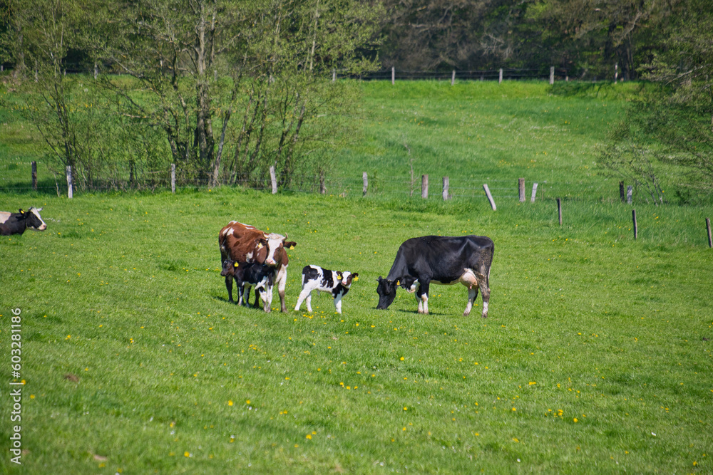 Cattle in a pasture with tall green grass Cattle in a pasture with tall green grass