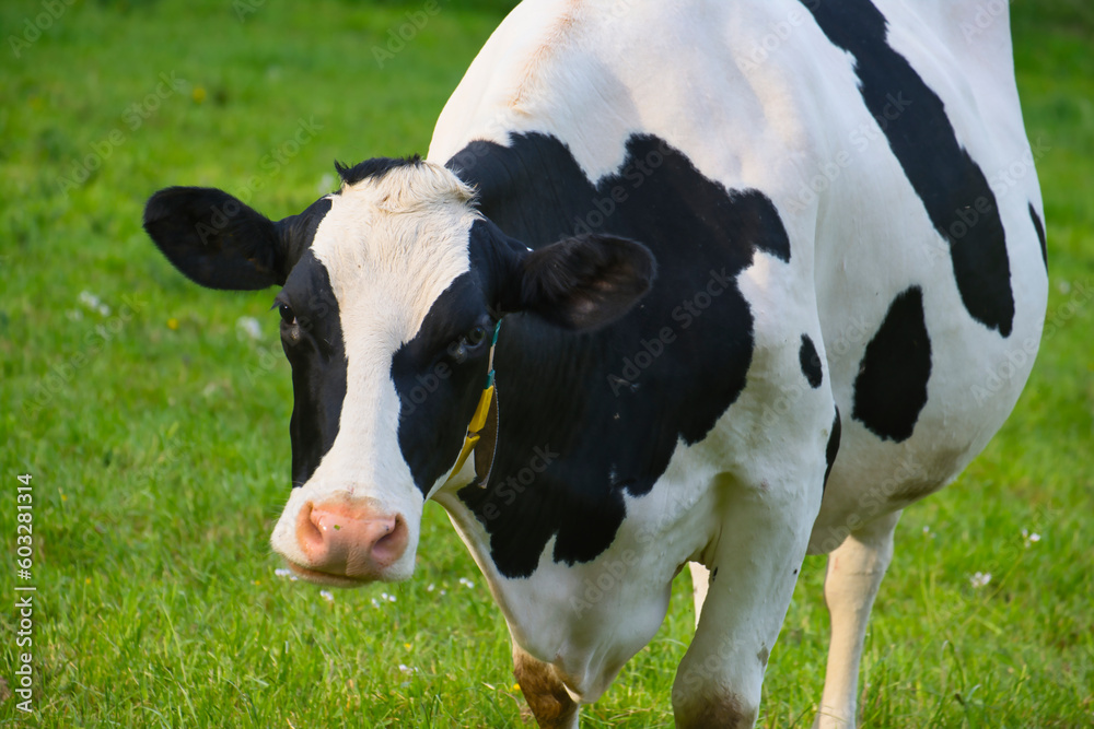 closeup of a black and white spotted cow in a pasture closeup of a black and white spotted cow in a pasture