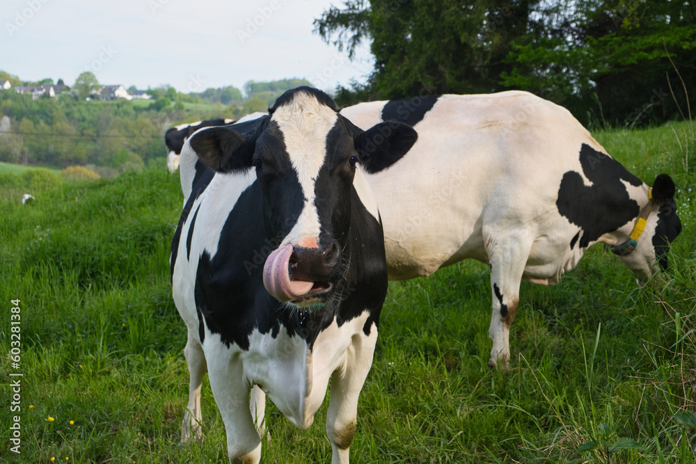 closeup of a black and white spotted cow in a pasture closeup of a black and white spotted cow in a pasture