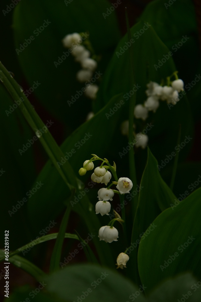 Obraz premium Maiglöckchen