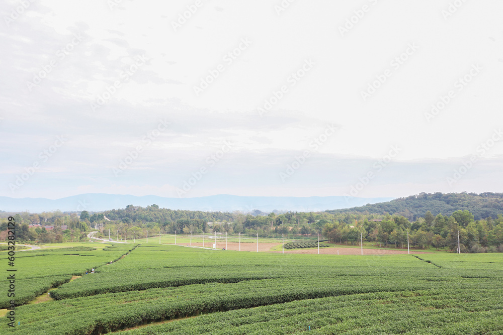 Natural aerial view photography of authentic organic tea plantation business and industry background with row of irrigation sprinkler and beautiful open landscape in Chiang Rai,Thailand.
