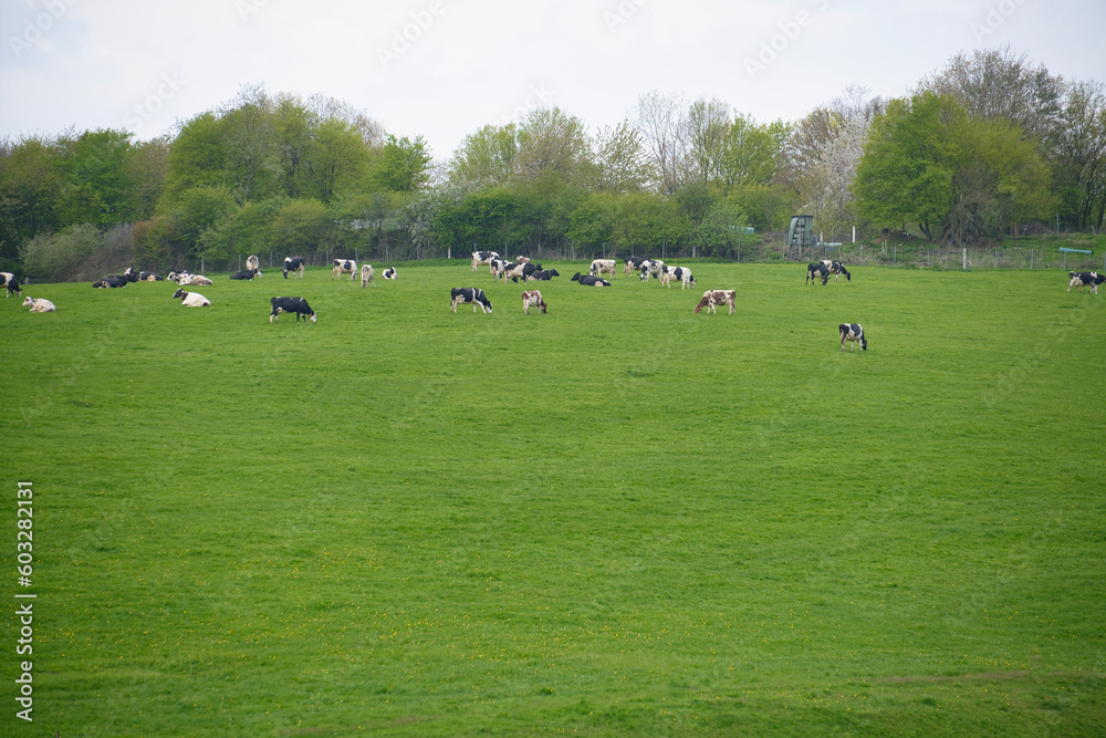 grazing cattle on a hilly landscape, grazing cattle on a hilly landscape,