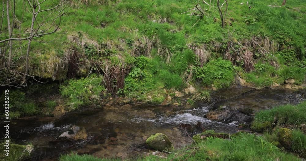 Mountain river in the Schwarzwald National Park in spring Mountain river in the Schwarzwald National Park in spring