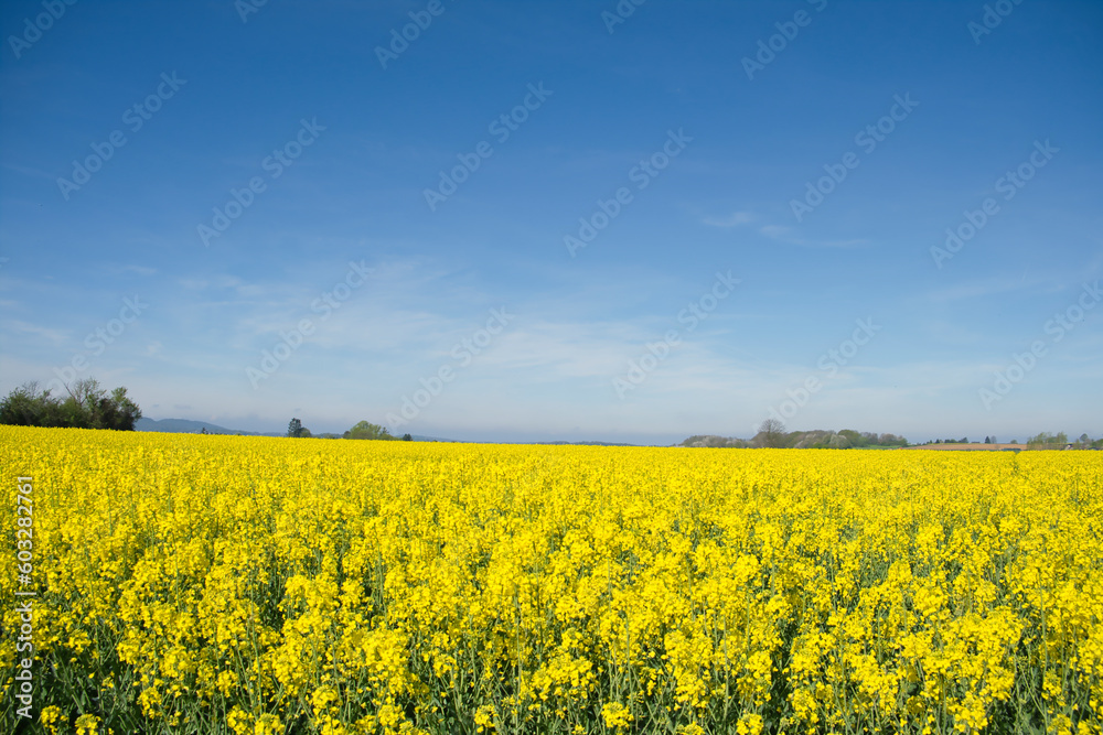 large, wide yellow blooming rapeseed field in spring, blue cloudy sky, nature, landscape photo
