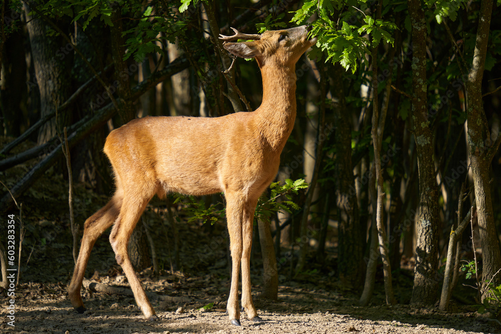 Roebuck in an oak forest feeding on oak leaves Roebuck in an oak forest feeding on oak leaves