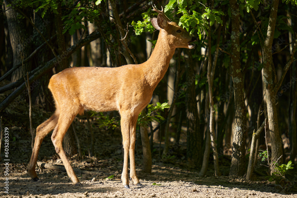 Roebuck in an oak forest feeding on oak leaves Roebuck in an oak forest feeding on oak leaves