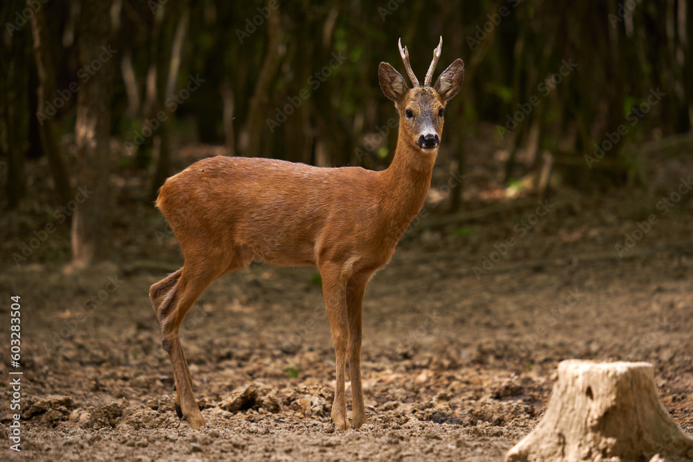 Roebuck in an oak forest Roebuck in an oak forest
