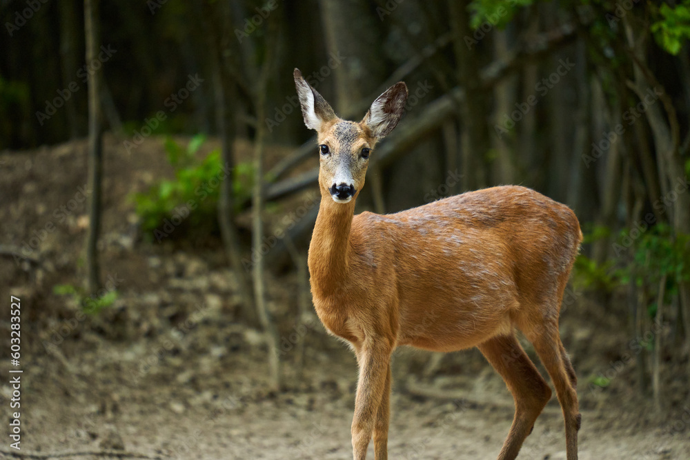 Pregnant roe deer in the forest