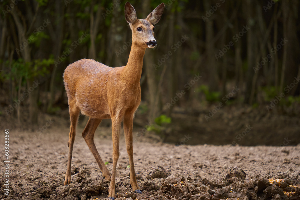 Pregnant roe deer in the forest Pregnant roe deer in the forest