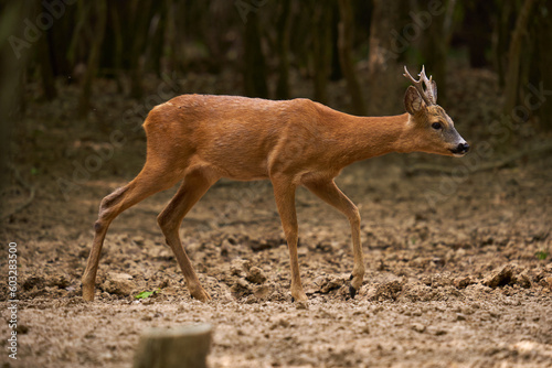Roebuck in an oak forest