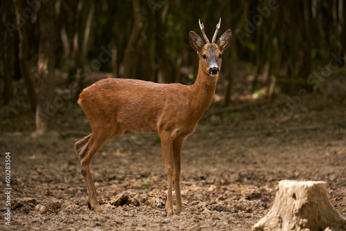 Roebuck in an oak forest