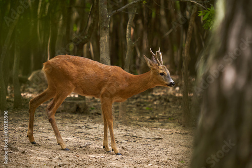 Cautious roebuck in an oak forest