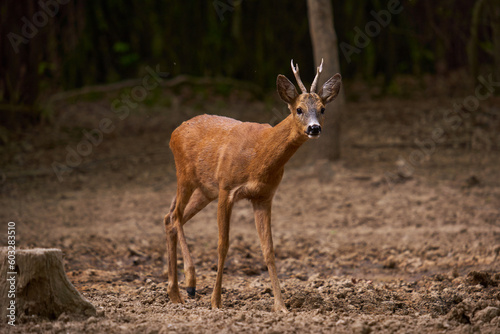 Cautious roebuck in an oak forest