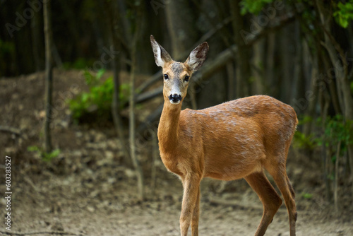 Fototapeta Naklejka Na Ścianę i Meble -  Pregnant roe deer in the forest