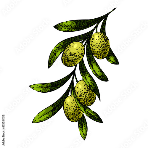 oline green food hand drawn. olive natural, branch organic, plant fresh, leaf leaves, tree healthy oline green food vector sketch. isolated color illustration