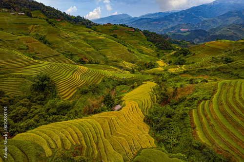 Ripe rice in Mu Cang Chai terraces, Yen Bai province, Vietnam