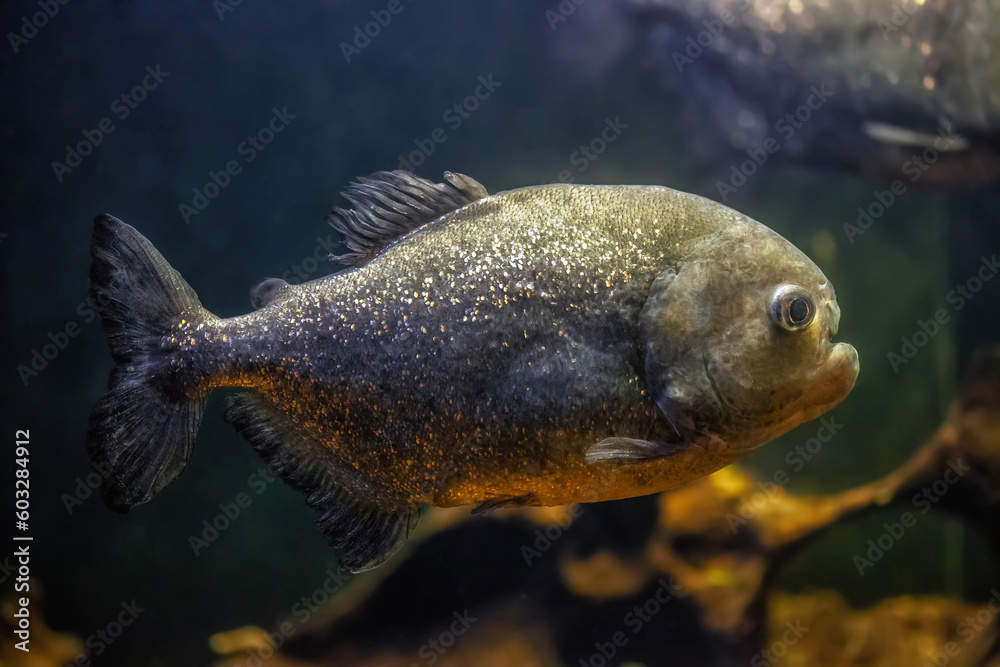 Red-bellied piranha swimming in aquarium, side view Red-bellied piranha swimming in aquarium, side view