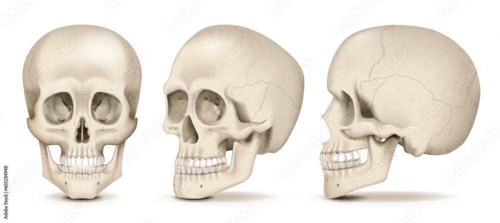 Realistic Skulls Set