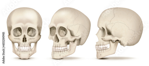 Realistic Skulls Set photo