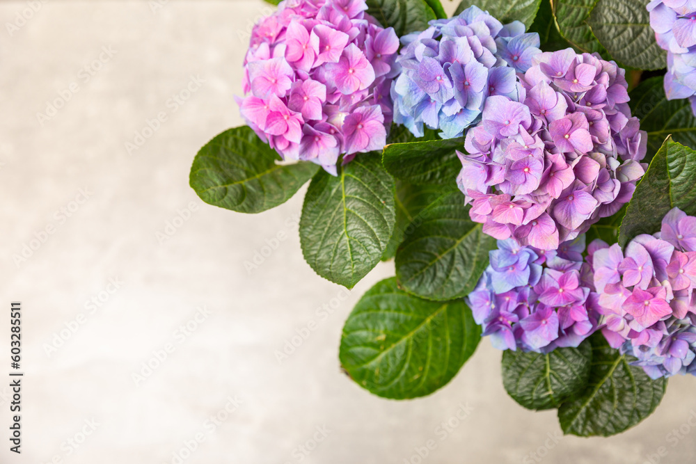 Obraz premium Hydrangea Blooming. Hydrangea on a colorful blurred background. Hydrangea in a pot. Beautiful flowers. Spring bouquet. Blue, pink and lilac hydrangea flowers.Retro