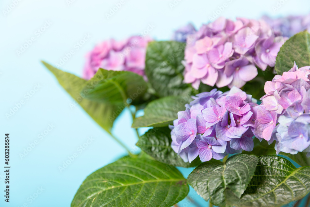 Hydrangea Blooming. Hydrangea on a colorful blurred background. Hydrangea in a pot. Beautiful flowers. Spring bouquet. Blue, pink and lilac hydrangea flowers.Retro