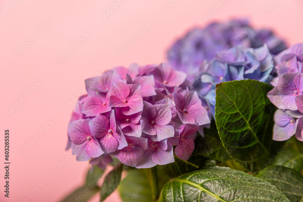 Obraz premium Hydrangea Blooming. Hydrangea on a colorful blurred background. Hydrangea in a pot. Beautiful flowers. Spring bouquet. Blue, pink and lilac hydrangea flowers.Retro