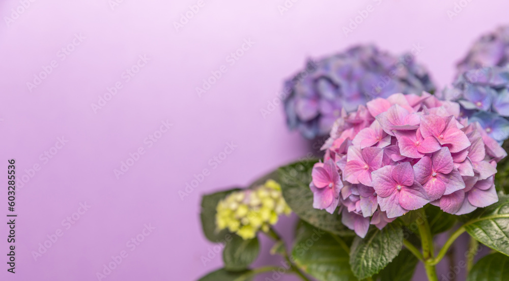 Hydrangea Blooming. Hydrangea on a colorful blurred background. Hydrangea in a pot. Beautiful flowers. Spring bouquet. Blue, pink and lilac hydrangea flowers.Retro Hydrangea Blooming. Hydrangea on a colorful blurred background. Hydrangea in a pot. Beautiful flowers. Spring bouquet. Blue, pink and lilac hydrangea flowers.Retro