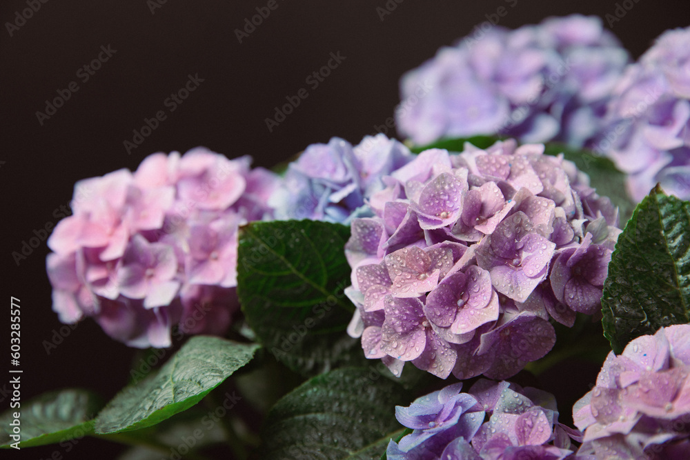 Hydrangea Blooming.Vintage hydrangea flowers on a black background.Hydrangea in a pot.Beautiful spring bouquet. Blue, pink and lilac hydrangea flowers.Flower background. Floral illustration.Retro