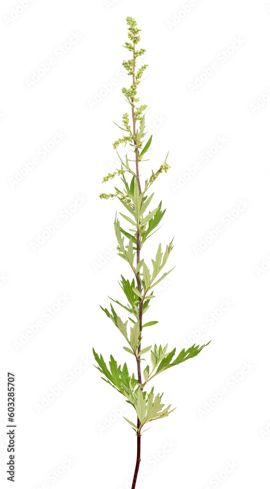 Artemisia vulgaris, common mugwort flower Artemisia vulgaris, common mugwort flower