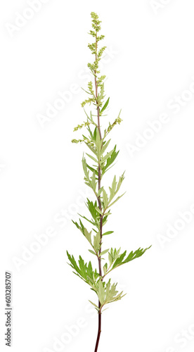 Artemisia vulgaris, common mugwort flower