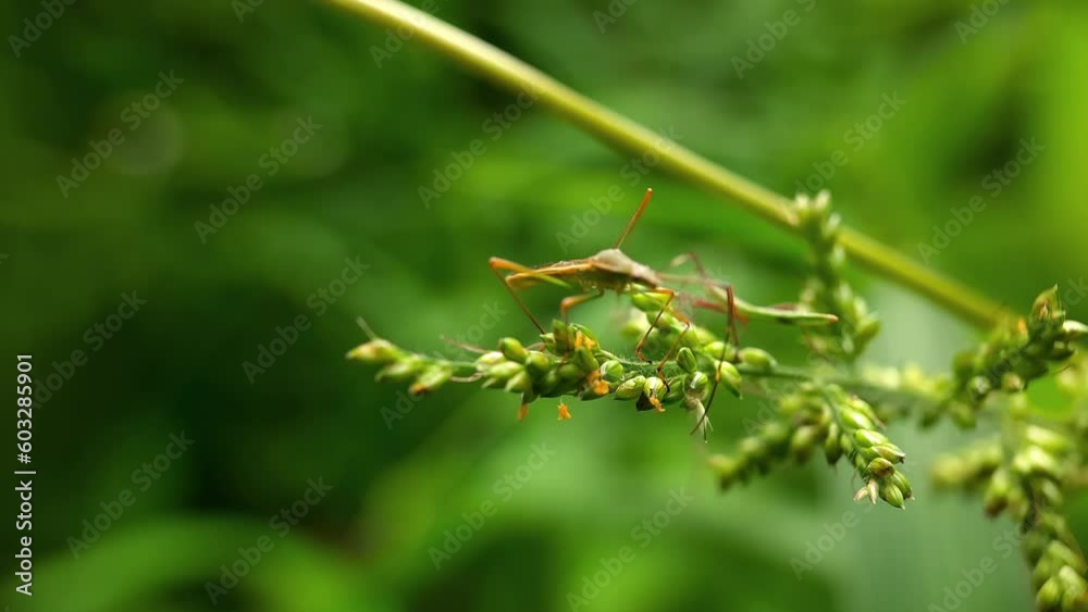 insect on the leaf in the garden insect on the leaf in the garden