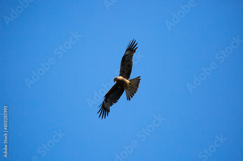 Eagle in flight against the blue sky.