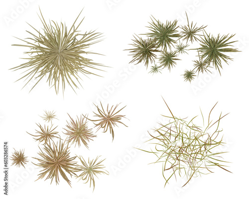 Top view set of dry grass isolated on transparent background, 2d plants, 3d render illustration. © Sandy