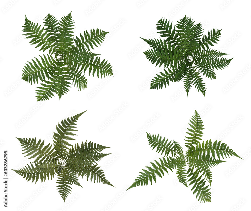 Top view of green plants for landscaping isolated on transparent background, garden design, 3d render illustration.