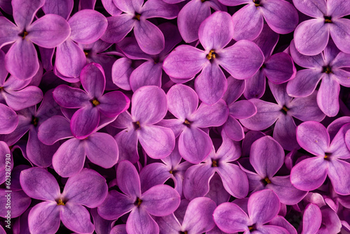 Blooming purple lilac flowers spring background, close up Beautiful delicate floral Macro  abstract soft violet  greeting card  Syringa vulgaris. © Victoria Moloman