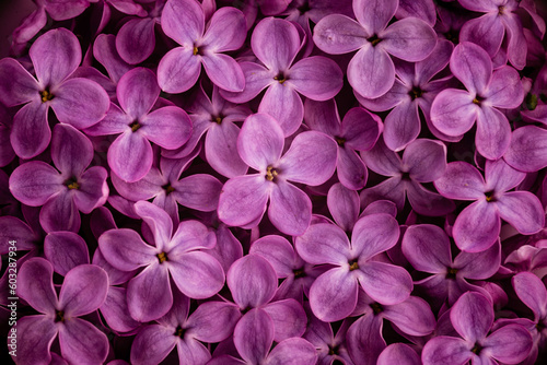 Blooming purple lilac flowers spring background, close up Beautiful delicate floral Macro  abstract soft violet  greeting card  Syringa vulgaris. © Victoria Moloman