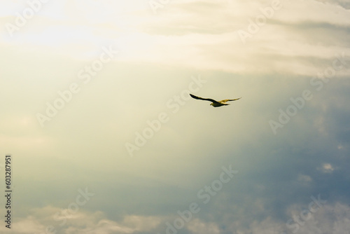 Soaring through the endless sky, this majestic seagull embraces the radiant sun and the vast expanse of the blue heavens