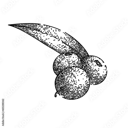 acai organic food hand drawn. ingredient raw, fruit antioxidant, agriculture healthy, nutrient tropical, natural berries acai organic food vector sketch. isolated black illustration